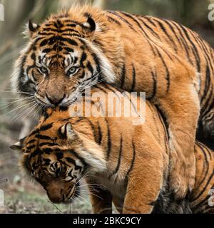 Paarung von zwei Tigern im Wald Stockfoto