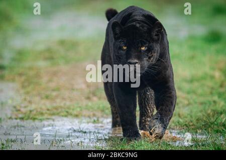 Porträt eines schwarzen jaguar im Wald Stockfoto