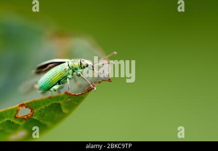 Nahaufnahme des Weevil auf dem Blatt Stockfoto