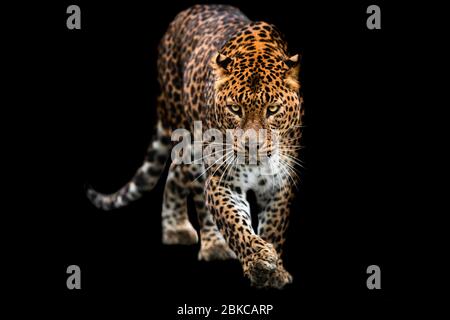 Panther mit schwarzem Hintergrund Stockfoto