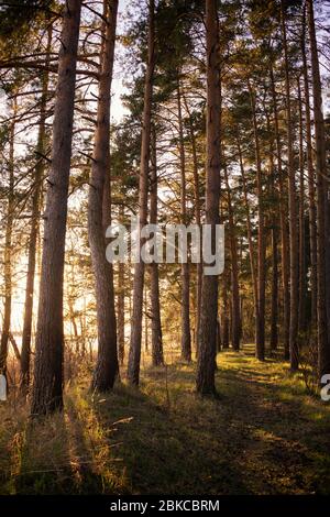 Pfad im Frühling Kiefernwald mit warmen Abendsonne Stockfoto