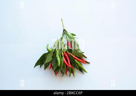 Heiße Chilischoten. Frisch geerntete Bio, leckere und sehr scharfe Paprika mit Blättern. Flach liegend, Draufsicht. Stockfoto