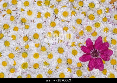 Lila Kirschblüte auf Gänseblümchen Hintergrund Stockfoto