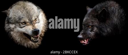 Vorlage von Wölfen mit schwarzem Hintergrund Stockfoto