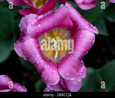 New York, New Jersey, USA. Mai 2020. Frühlingsblumen im Conservatory Garden im Central Park von New York City. Quelle: Michael Brochstein/ZUMA Wire/Alamy Live News Stockfoto