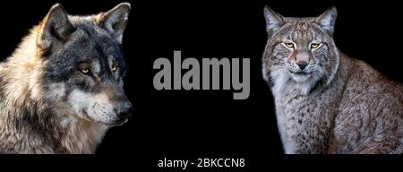 Vorlage von Lynx und Wolf mit schwarzem Hintergrund Stockfoto