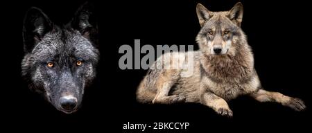 Vorlage von Wölfen mit schwarzem Hintergrund Stockfoto