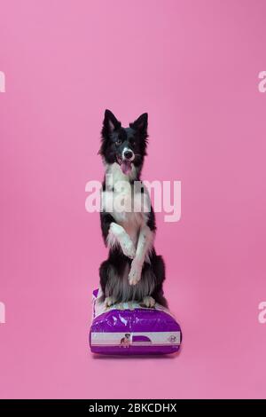 Happy Dog: Border Collie auf rosa einfarbiges Hintergrund Stockfoto