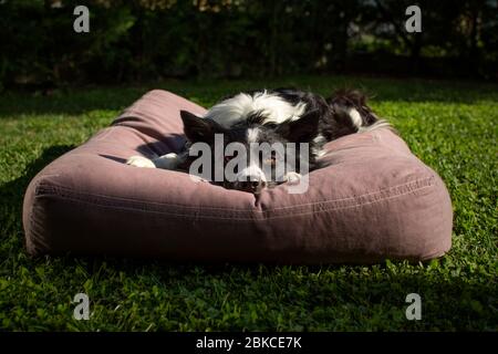 Nahaufnahme eines wunderbaren Border Collie Welpe liegt auf der Kissen in der Wiese Stockfoto
