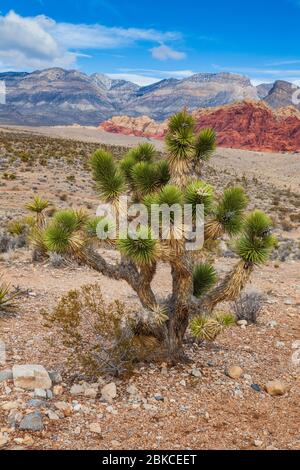 Joshua Tree im Red Rock Canyon National Conversation Area Visitor Center, Nevada. Stockfoto