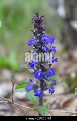 Unkraut in der Blüte stoßen, Ajuga reptans Stockfoto