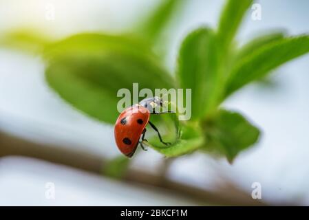 Marienkäfer auf einem Zweig mit jungen Blättern auf grünem Hintergrund. Stockfoto