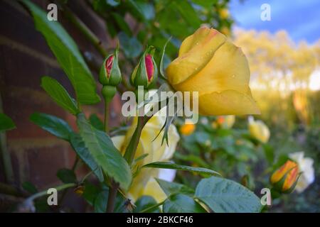 Gelbe Rosenknospe durch eine Ziegelwand Kletterblühender Strauch mit Stängeln mit scharfen Stacheln bewaffnet Rose ist eine sehr beliebte Blume, die Menschen heute kaufen Stockfoto