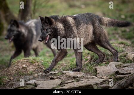 Timberwolf läuft im Wald Stockfoto