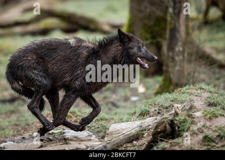 Timberwolf läuft im Wald Stockfoto