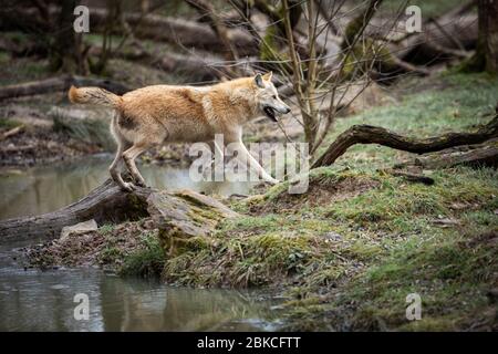 Timberwolf läuft im Wald Stockfoto