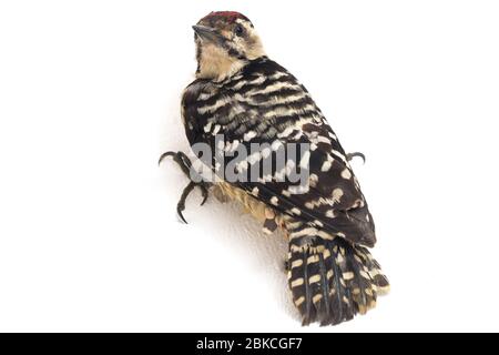 Vogel Fulvous-Breasted Specht (Dendrocopos macei) isoliert auf weißem Hintergrund Stockfoto