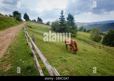 Zwei braune Stunden essen Gras auf grünen Sommerweide mit Holzzaun auf Bauernhof in Karpaten in der Ukraine Stockfoto