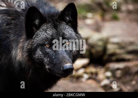Porträt des timberwolf im Wald Stockfoto