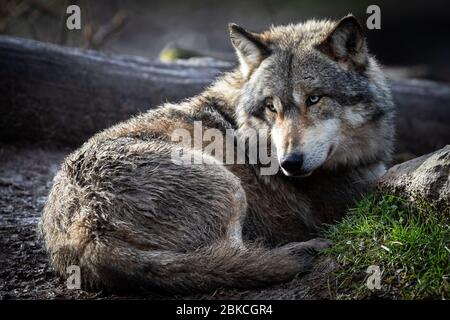 Grauer Wolf liegt im Wald Stockfoto