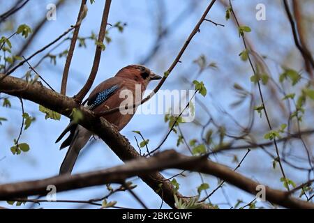 Jay in einem Frühlingswald. Mockingjay auf einem Ast Stockfoto