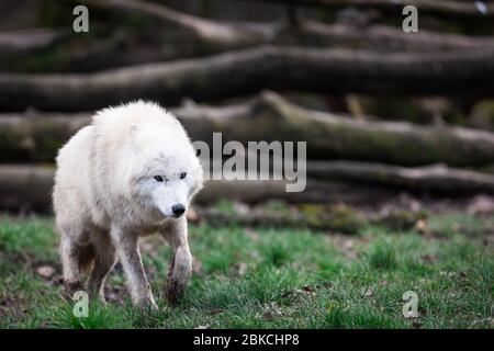 White Wolf im Wald Stockfoto