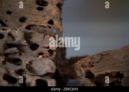 Nahaufnahme von Holztextur Hintergrund mit Termitenlöchern, selektiver Fokus Stockfoto