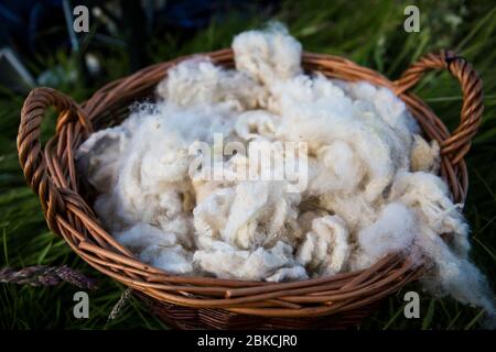 Rohe Schafwolle in einem Weidenkorb, Kent, UK Stockfoto