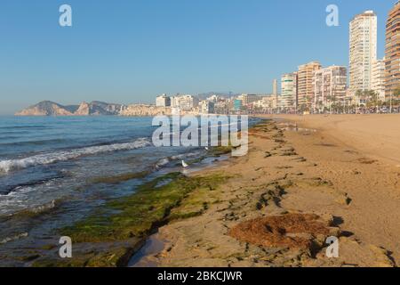 Benidorm Strand Spanien mit Algen Wellen und Hotels am Meer Stockfoto