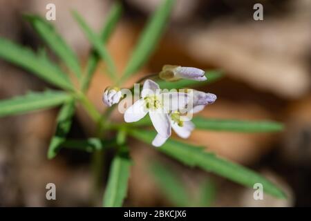 Schneiden Sie die blättrigen Zahnwürzeblumen im Frühling Stockfoto