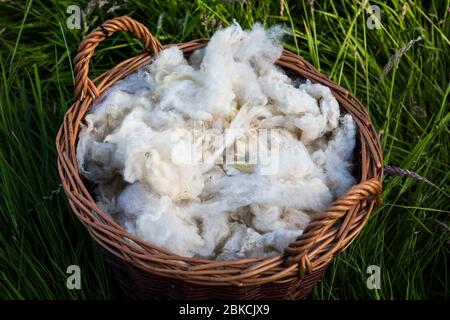 Rohe Schafwolle in einem Weidenkorb, Kent, UK Stockfoto