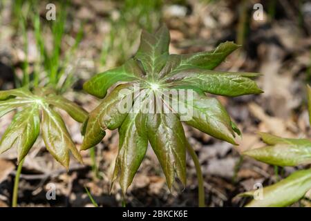 Mayapple Blätter wachsen im Frühling Stockfoto