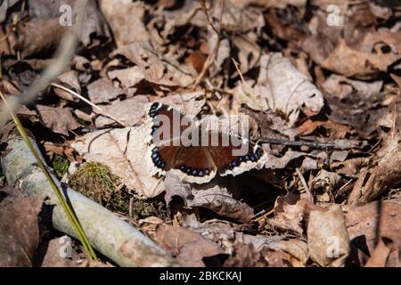 Trauermantel Schmetterling im Frühling Stockfoto