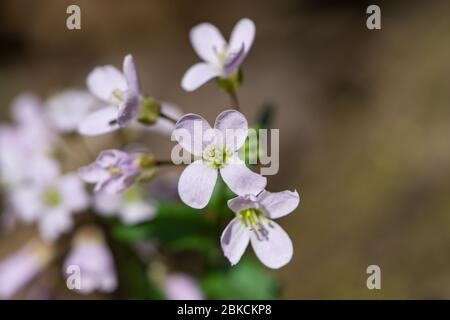 Rosa Frühling Cress Blumen im Frühling Stockfoto