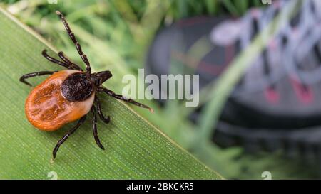 Lauernde Hirsche ticken und Fuß im Wanderschuh auf einem grünen Gras. Ixodes ricinus. Parasitäres Insekt auf Naturblatt, Bein im Laufschuh. Durch Zecken übertragene Krankheiten. Stockfoto