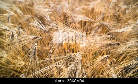 Nahaufnahme des reifen Gerstenfeldes. Hordeum vulgare. Sommer ländlichen Landwirtschaft Hintergrund. Landwirtschaftliche Getreideernte mit goldenen Spitzen, trockenen Körnern und langen Ähnen. Stockfoto