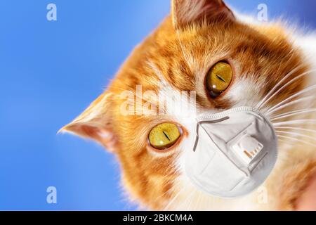 Eine prächtige rote Katze mit gelben Augen in einer medizinischen Maske Nahaufnahme auf einem blauen Himmel Hintergrund 2021. Krise in der Tierindustrie während der Coronavirus-PAN Stockfoto