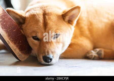 Porträt eines Shiba Inu, der im Haus schläft, Frankreich. Stockfoto