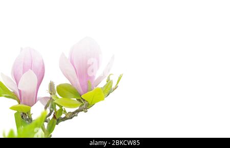 Rosa Magnolia liliiflora Blüten in der Ecke isoliert auf weiß Stockfoto