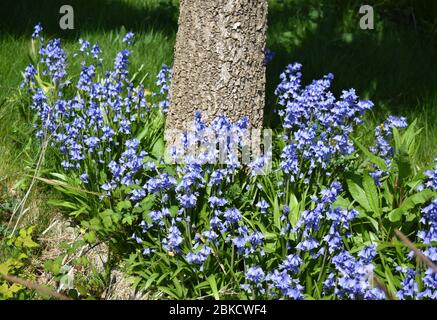 Wunderschöne Blaubellen wachsen im sonnenbeschienenen Wald. Stockfoto