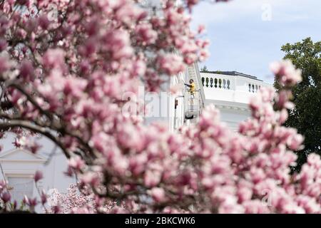 Am 27. März 2019 führte ein Arbeiter Instandhaltungsarbeiten auf der zweiten Ebene des Weißen Hauses durch, eingerahmt von den blühenden Magnolienbäumen auf dem Gelände des Weißen Hauses im Frühjahr. Stockfoto