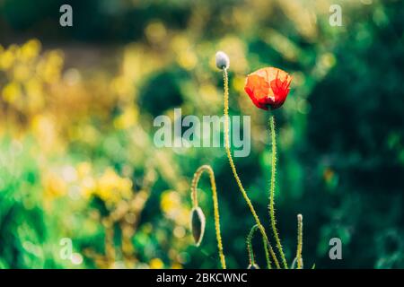 Eine rote Anemone auf einem verschwommenen grünen Hintergrund. Nahaufnahme wilde Blume. Weich fokussiertes Bild von roter Blume in einem Feld. Einsame Pflanze. Grünes Gras in der m Stockfoto