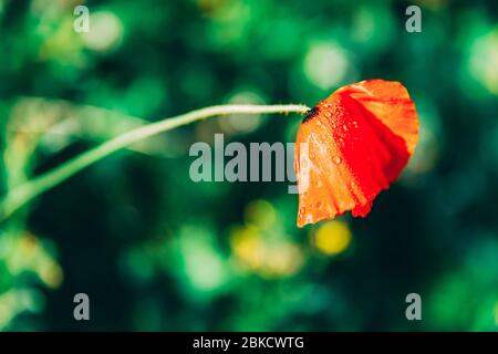 Eine rote Anemone auf einem verschwommenen grünen Hintergrund. Nahaufnahme Wildblume mit Tau. Weich fokussiertes Bild von roter Blume in einem Feld. Einsame Pflanze. Grünes Gras Stockfoto
