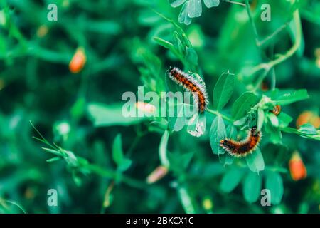 Nahaufnahme zwei behaarte orange-weiße Würmer auf grünen Blättern auf einem grünen, verschwommenen Hintergrund. Insekten in natürlichen Lebensräumen. Wildtiere Insekten. Süße Raupe Stockfoto