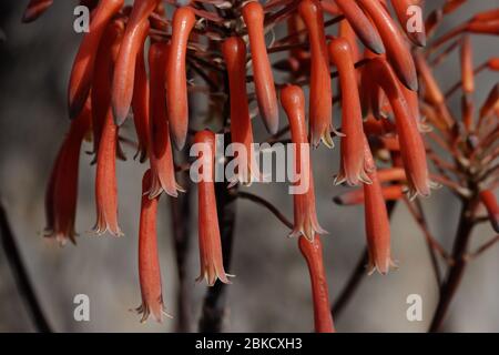 Aloe maculata (Synonym Aloe saponaria; allgemein bekannt als die Seife Aloe oder Zebra Aloe) ist eine südafrikanische Aloe-Art. Stockfoto