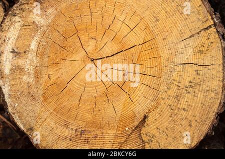 Schnitt eines Kiefernholzschlocks unregelmäßige Form mit Textur, Ring, Risse und Knoten. Braun, Foto vorne Stockfoto