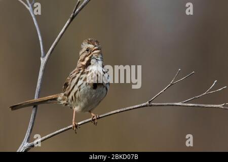 Singsperling (Melospiza melodia) im Frühjahr Stockfoto