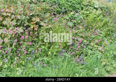 Straßenrand mit Red Campion / Silene dioica und Bluebells / Hyacinthoides non-scripta im Mai Sonnenschein. Beide einmal in pflanzlichen Heilmitteln verwendet. Stockfoto