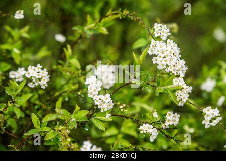 Zweig der weißen Spiraea. Blüht im Frühling Stockfoto