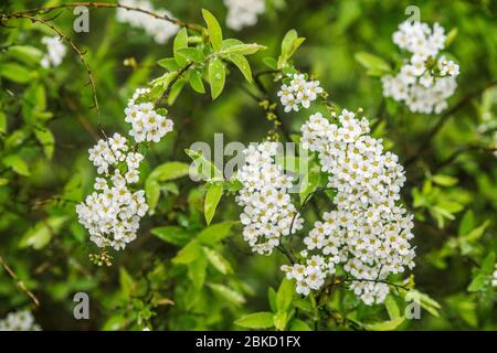 Zweig der weißen Spiraea. Blüht im Frühling Stockfoto